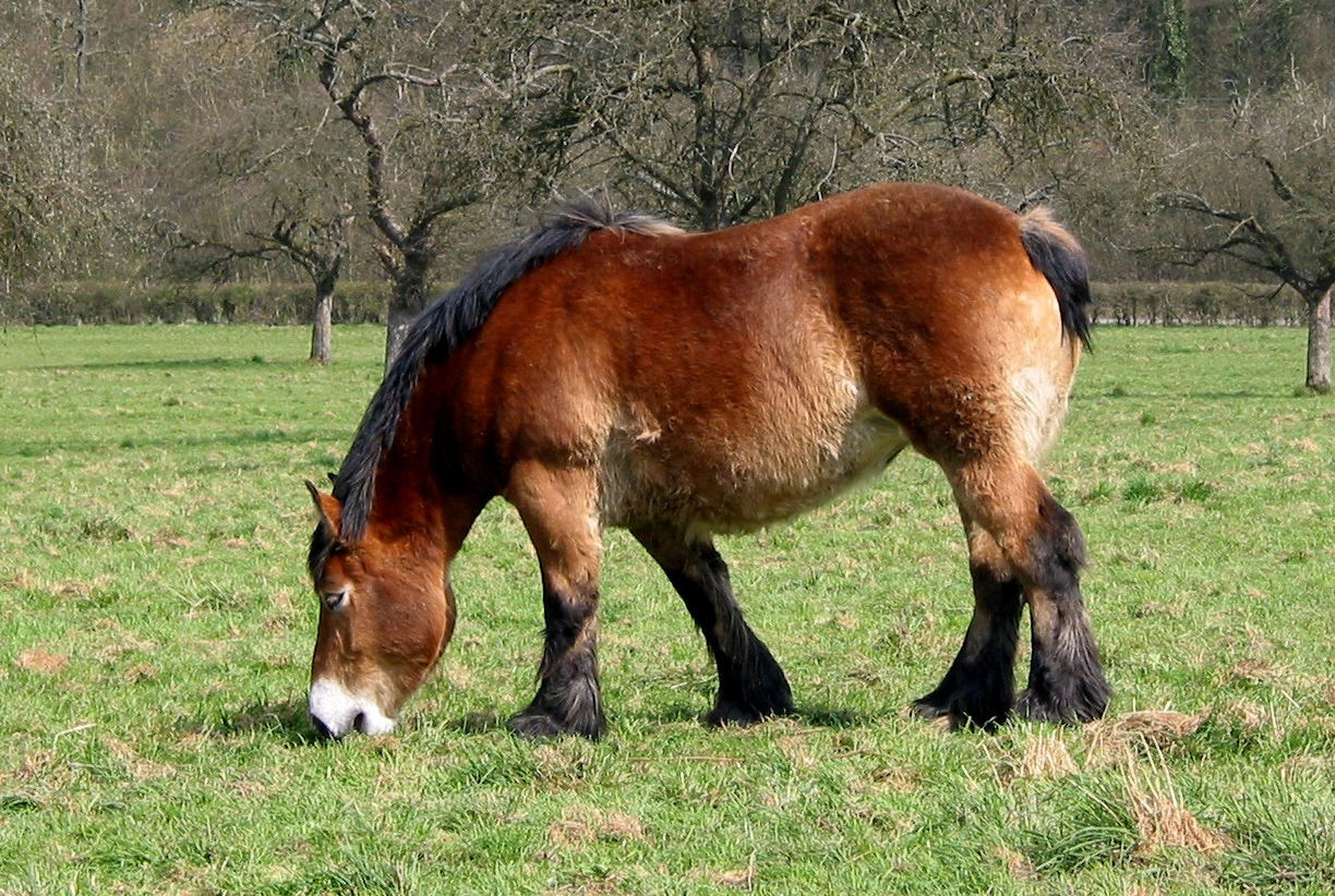 horsemeat Ardenne