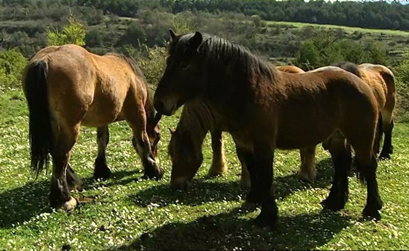 horsemeat Basque